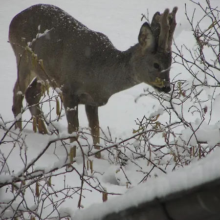 Apartamento Harz Haennig 2 *