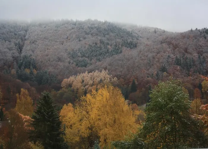 Daire Harz Haennig 2