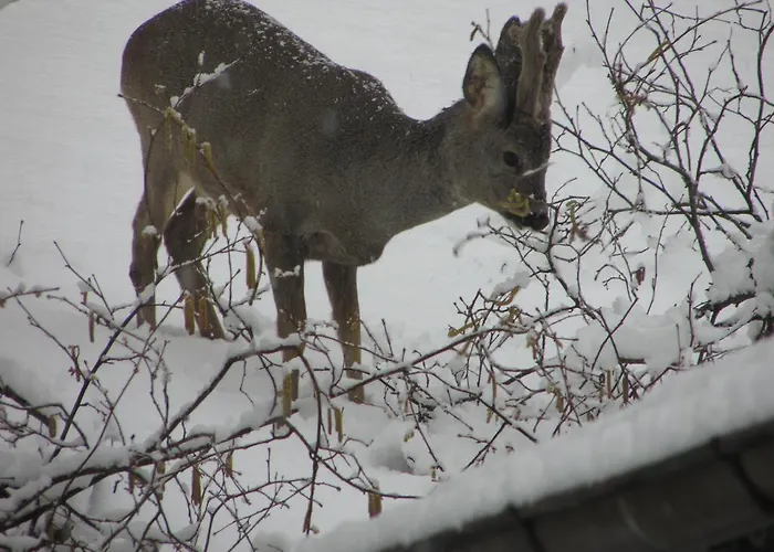 Daire Harz Haennig 2 *